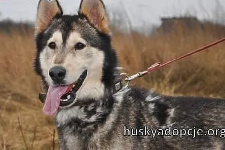 CHUCK- mądry i wesoły pies w typie rasy Alaskan Ma