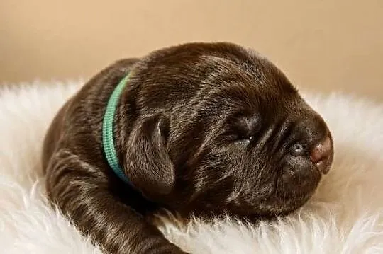Labrador Retriever- czekoladowy piesek, Dolnośląskie, Szczawin