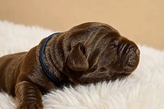Labrador Retriever- czekoladowy piesek, Dolnośląskie, Szczawin