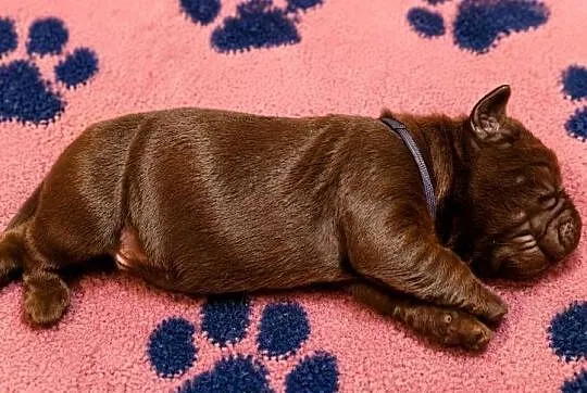 Labrador Retriever- czekoladowy piesek, Dolnośląskie, Szczawin