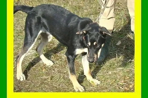 20kg,11miesięcy,błękitnooki,grzeczny,towarzyski,ko