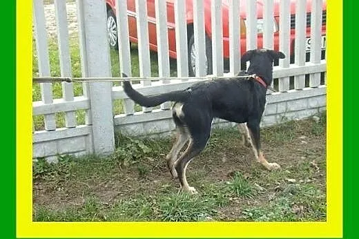20kg,11miesięcy,błękitnooki,grzeczny,towarzyski,ko