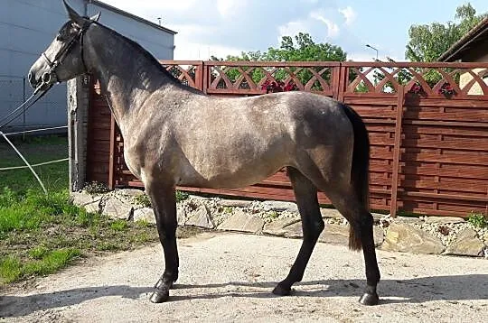 Klacz do współdzierżawy Poznań, Wielkopolskie, Poznań