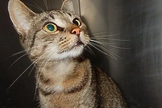 Chip do adopcji!!!,  łódzkie Łódź