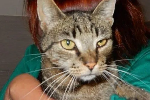 Chip do adopcji!!!,  łódzkie Łódź
