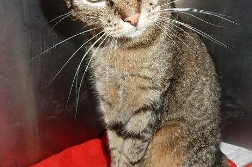 Chip do adopcji!!!,  łódzkie Łódź