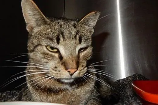 Chip do adopcji!!!,  łódzkie Łódź