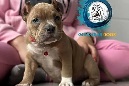 American Bully ABKC Gundabardogs, Wielkopolskie, Koło