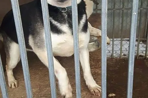 Orio młody aktywny psiak szuka kochającego domku n