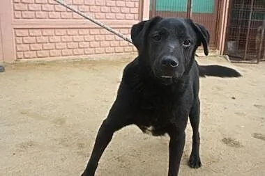 Przyjazny, ciekawski psiak do adopcji