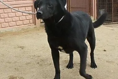 Przyjazny, ciekawski psiak do adopcji