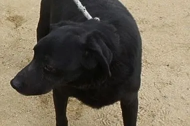 Przyjazny, ciekawski psiak do adopcji