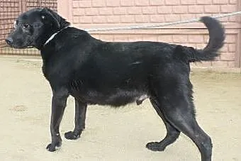 Przyjazny, ciekawski psiak do adopcji
