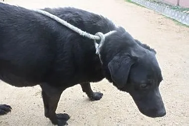 Przyjazny, ciekawski psiak do adopcji