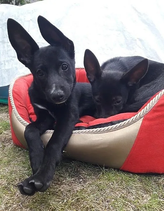 Nemo-słodziutki, 3 miesięczny szczeniak do adopcji!, śląskie Częstochowa, Śląskie, Częstochowa