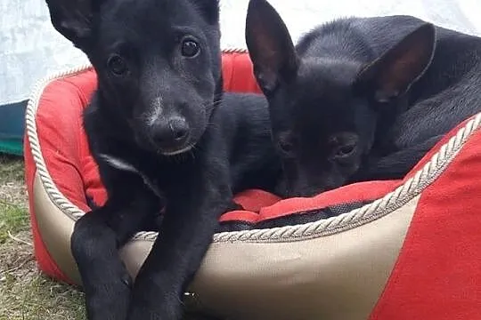 Nemo-słodziutki, 3 miesięczny szczeniak do adopcji!,  śląskie Częstochowa, Śląskie, Częstochowa
