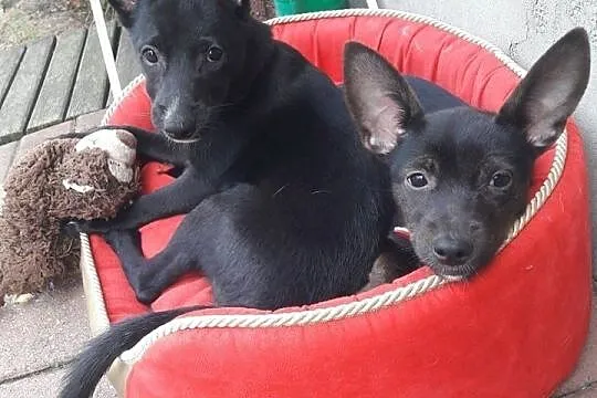 Nemo-słodziutki, 3 miesięczny szczeniak do adopcji!,  śląskie Częstochowa, Śląskie, Częstochowa