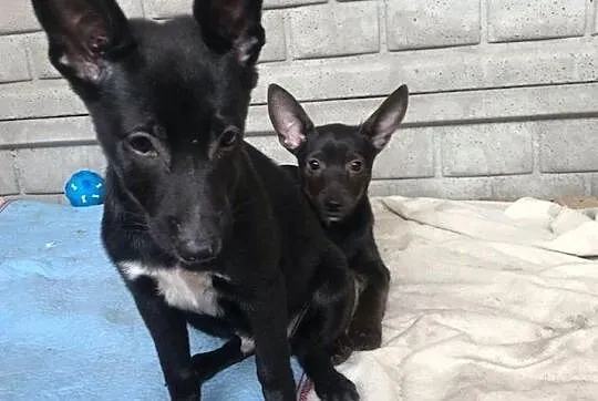 Nemo-słodziutki, 3 miesięczny szczeniak do adopcji!,  śląskie Częstochowa, Śląskie, Częstochowa