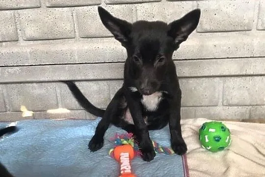 Nemo-słodziutki, 3 miesięczny szczeniak do adopcji!,  śląskie Częstochowa, Śląskie, Częstochowa