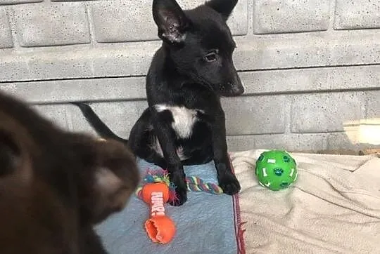 Nemo-słodziutki, 3 miesięczny szczeniak do adopcji!,  śląskie Częstochowa, Śląskie, Częstochowa