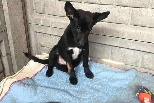 Nemo-słodziutki, 3 miesięczny szczeniak do adopcji!,  śląskie Częstochowa, Śląskie, Częstochowa