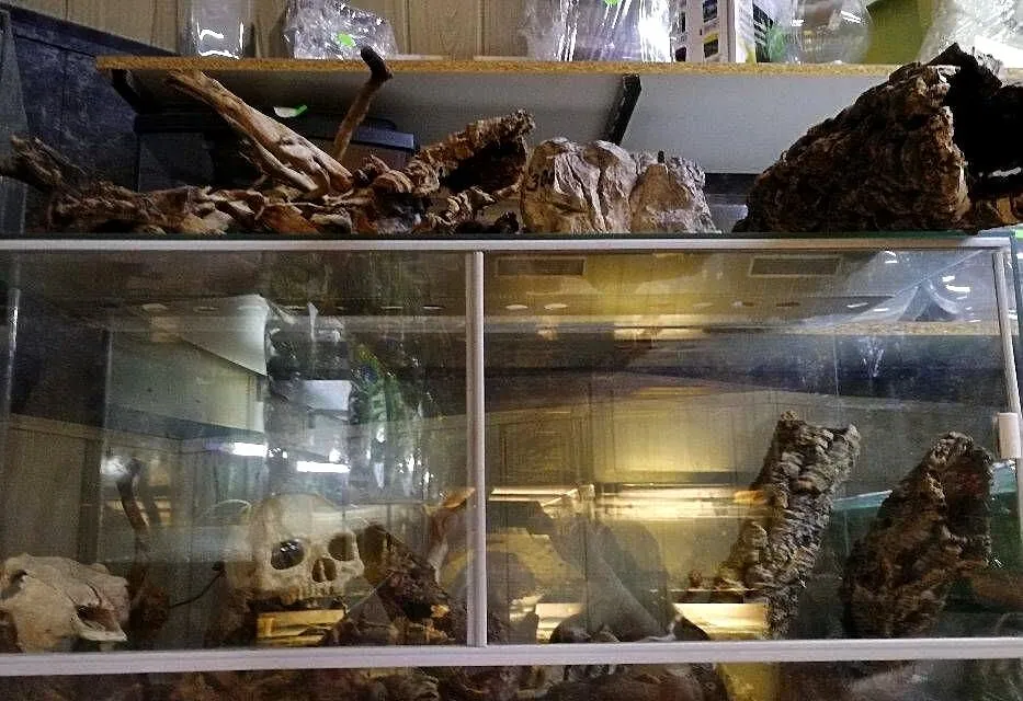 Terrarium, Śląskie, Bytom