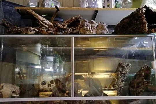 Terrarium, Śląskie, Bytom