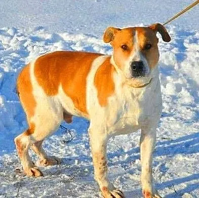 ROLEKS - biedny, zagubiony psiak w typie amstaffa gaśnie w schronisku! ADOPTUJ, Mazowieckie, Warszawa