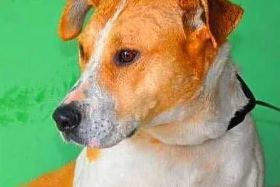 ROLEKS - biedny, zagubiony psiak w typie amstaffa gaśnie w schronisku! ADOPTUJ, Mazowieckie, Warszawa