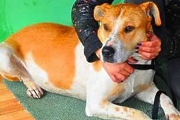 ROLEKS - biedny, zagubiony psiak w typie amstaffa gaśnie w schronisku! ADOPTUJ, Mazowieckie, Warszawa