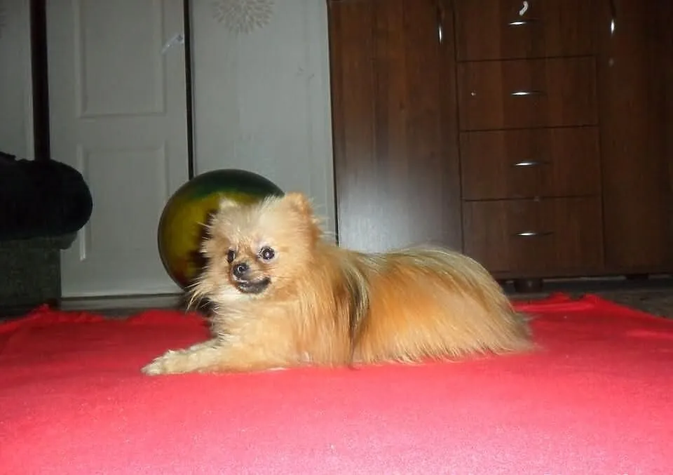 Sunia Pomeranian 10mscy
