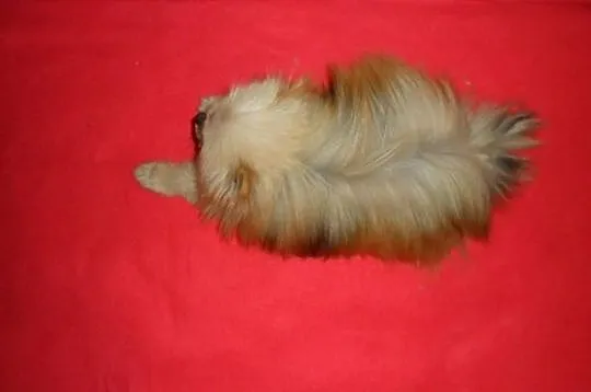 Sunia Pomeranian 10mscy
