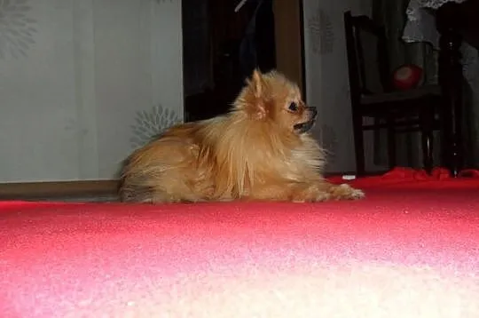 Sunia Pomeranian 10mscy