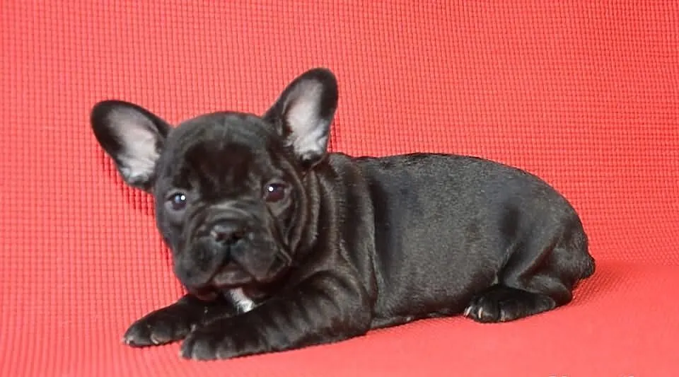 Buldog francuski , buldogi - piękne szczeniaczki