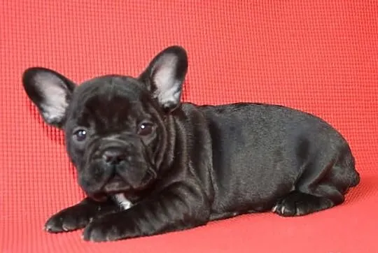 Buldog francuski , buldogi - piękne szczeniaczki