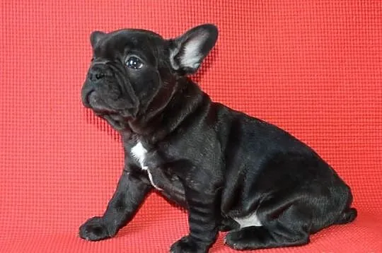 Buldog francuski , buldogi - piękne szczeniaczki