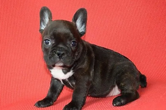 Buldog francuski , buldogi - piękne szczeniaczki