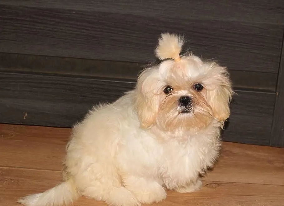 SHIH TZU UNIKATOWE BIAŁE Z KOMPLETEM SZCZEPIEŃ, Dolnośląskie, Świebodzice