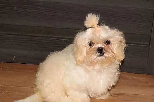 SHIH TZU UNIKATOWE BIAŁE Z KOMPLETEM SZCZEPIEŃ, Dolnośląskie, Świebodzice