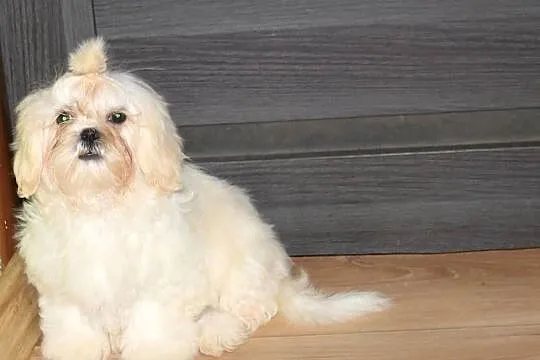 SHIH TZU UNIKATOWE BIAŁE Z KOMPLETEM SZCZEPIEŃ, Dolnośląskie, Świebodzice