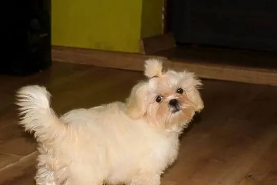 SHIH TZU UNIKATOWE BIAŁE Z KOMPLETEM SZCZEPIEŃ, Dolnośląskie, Świebodzice