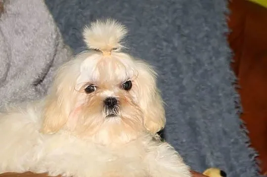 SHIH TZU UNIKATOWE BIAŁE Z KOMPLETEM SZCZEPIEŃ, Dolnośląskie, Świebodzice