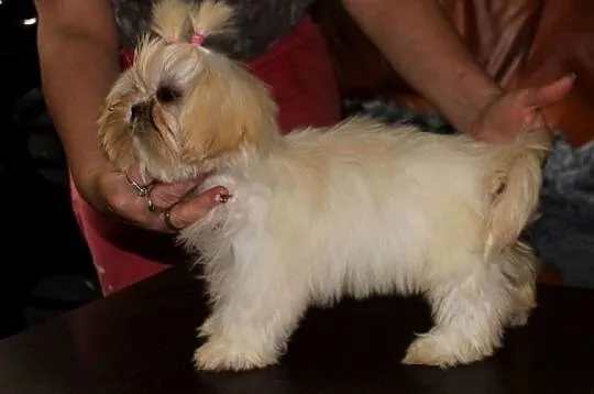 SHIH TZU UNIKATOWE BIAŁE Z KOMPLETEM SZCZEPIEŃ, Dolnośląskie, Świebodzice