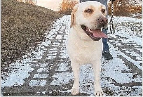 Lara-biszkoptowa labradorka szuka domu, mazowieck