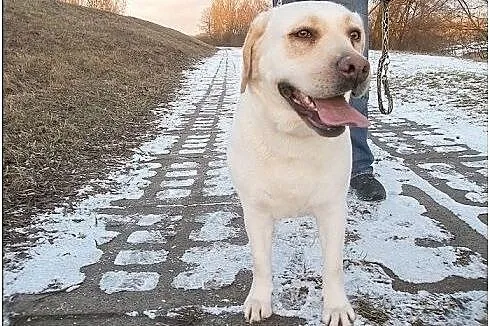 Lara-biszkoptowa labradorka szuka domu,  mazowieck