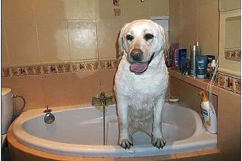Lara-biszkoptowa labradorka szuka domu,  mazowieck