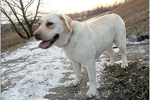 Lara-biszkoptowa labradorka szuka domu,  mazowieck