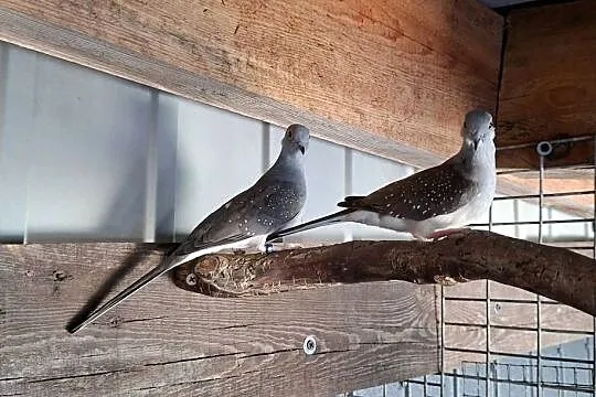 Gołąbki diamentowe para, Wielkopolskie, Jarocin