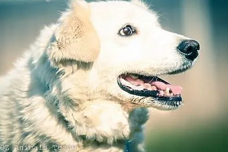 OTOZ Animals - Nuka - przerażona sunia w typie golden retrivera,  pomorskie Tczew