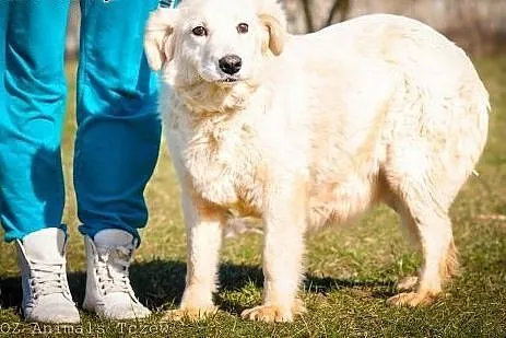 OTOZ Animals - Nuka - przerażona sunia w typie gol